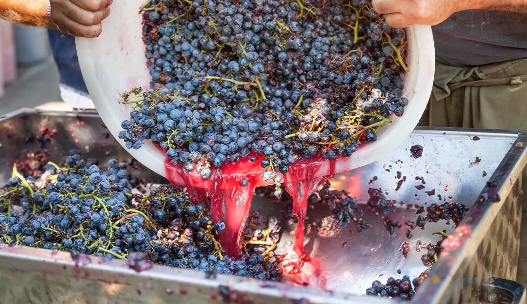 Harvested black grapes