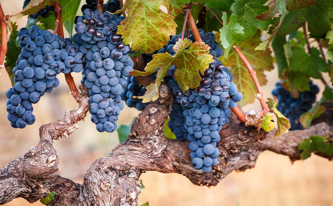 Syrah grapes on the vine