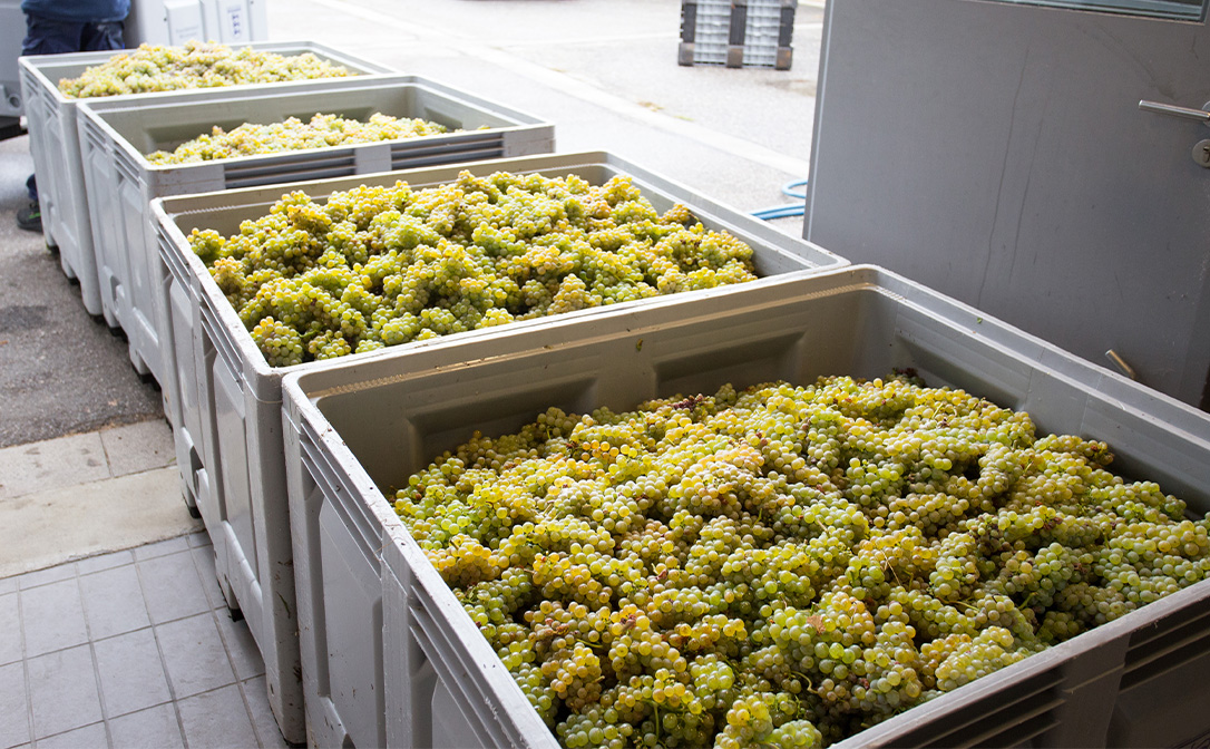 Chardonnay grapes sorting