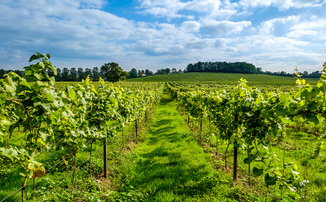 Vineyards in Surrey, UK