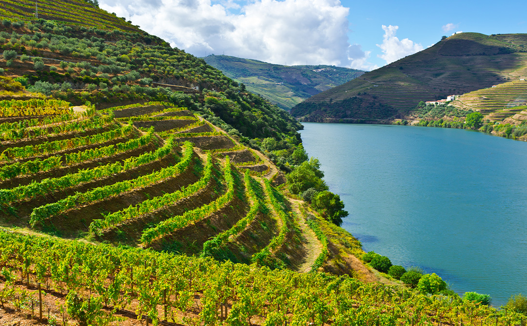 Vineyards in the Douro Valley, Portugal