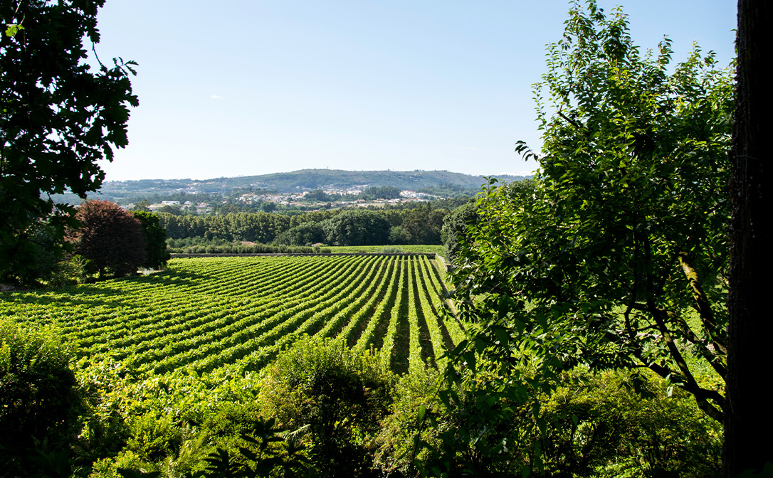Vineyards in Vinho Verde DOC