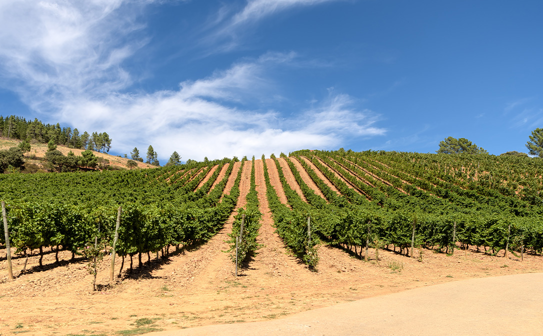 Verdejo is best grown in Rueda DO, Spain
