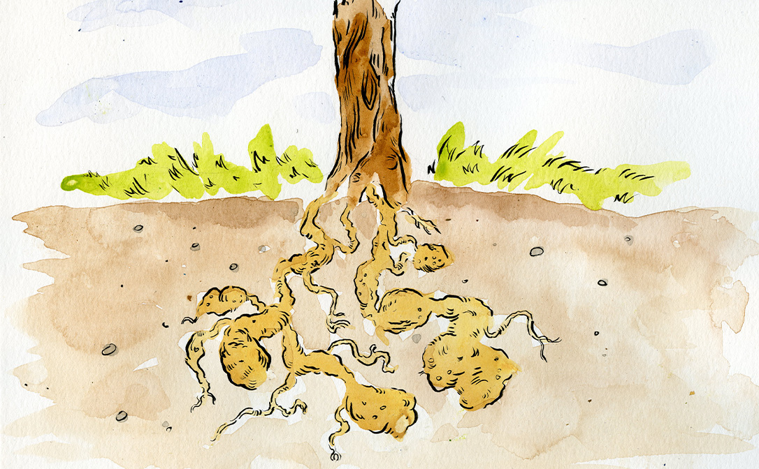 Phylloxera affected Vitis vinifera vine roots. Illustration Brandon Wise / SOMMTV.