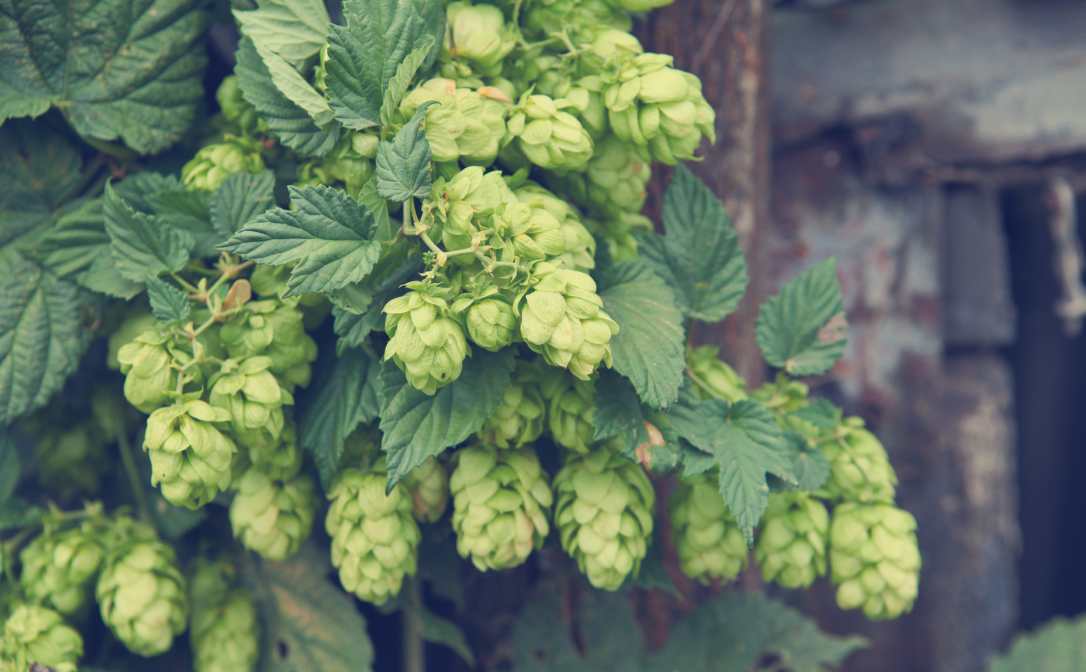 Hops cones on a hop vine