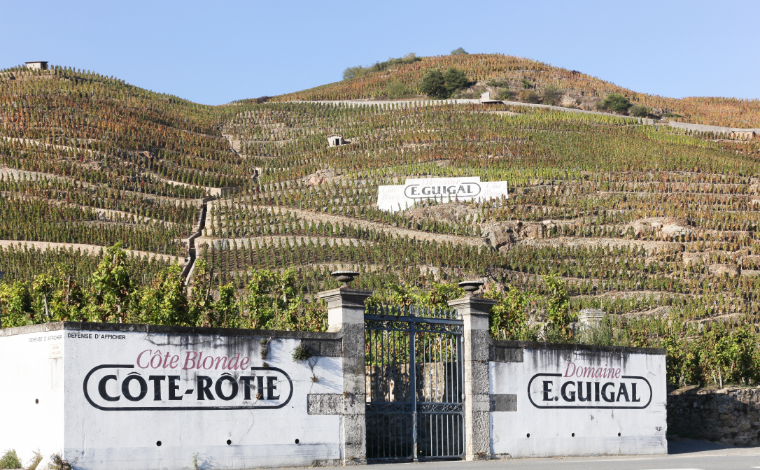 A steep vineyard in the Côte-Rôtie Appellation d'origine contrôlée in the northern Rhône wine region of France.