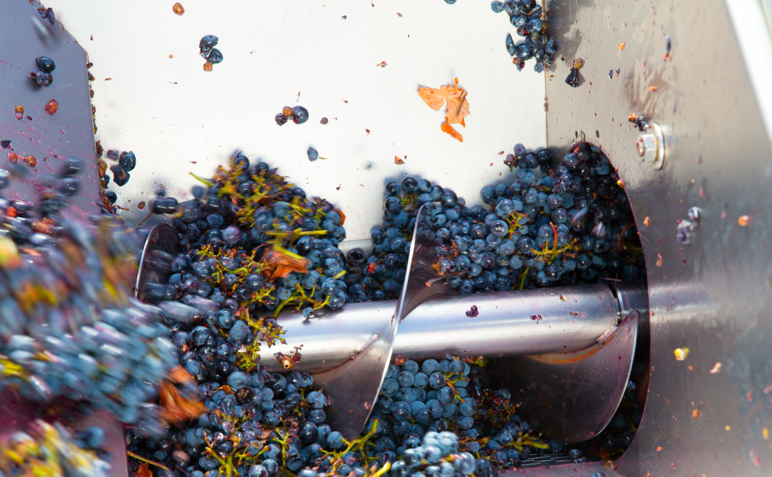 A silver metal destemmer, with black grapes being processed.