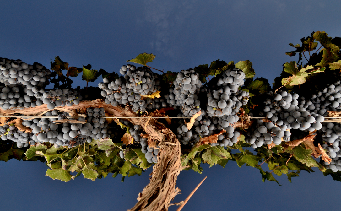 A malbec vine with bunches of grapes, against a dark background