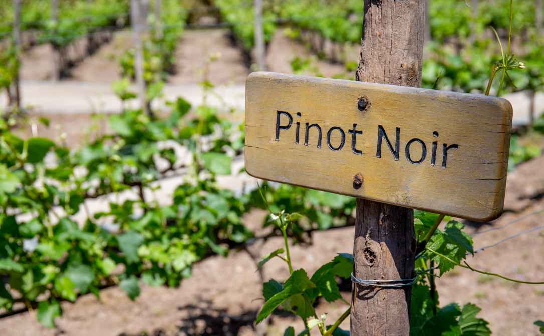 A vineyard with a sign that says Pinot Noir