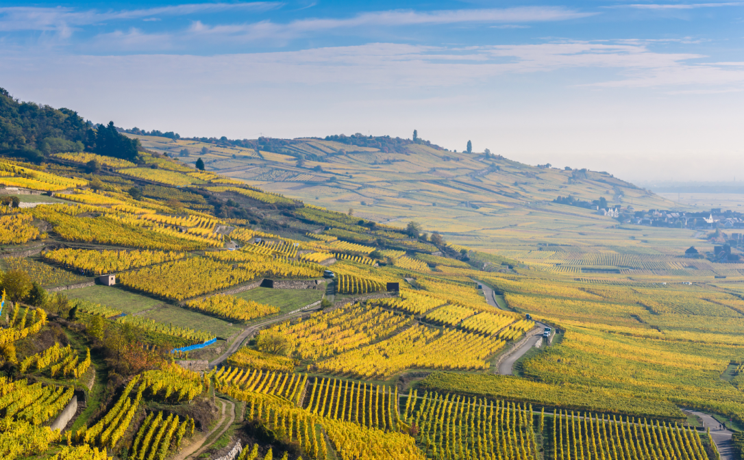 Sloping vineyards on a mountainside