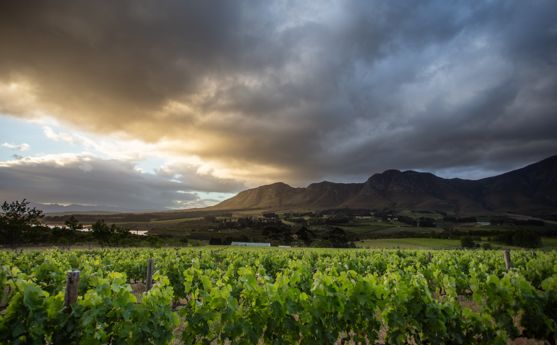 Vineyards surrounded by mountains, during sunset