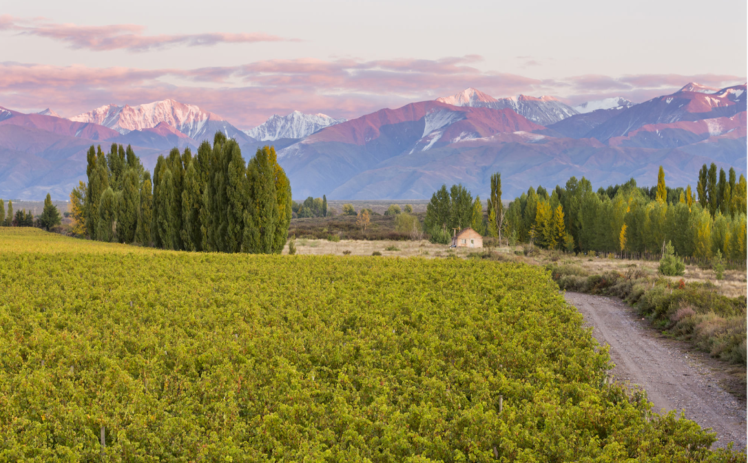 A vineyard surrounded by snow covered mountain peaks