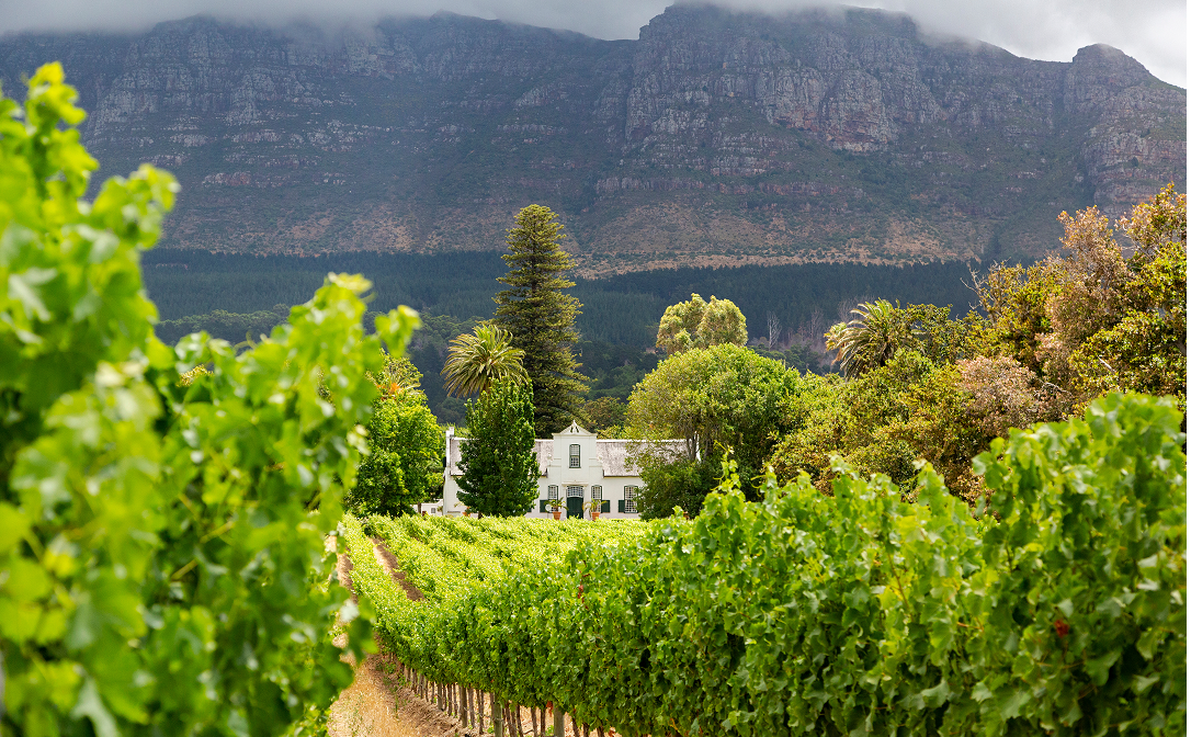 A white gabled building behind bright green vineyard rows
