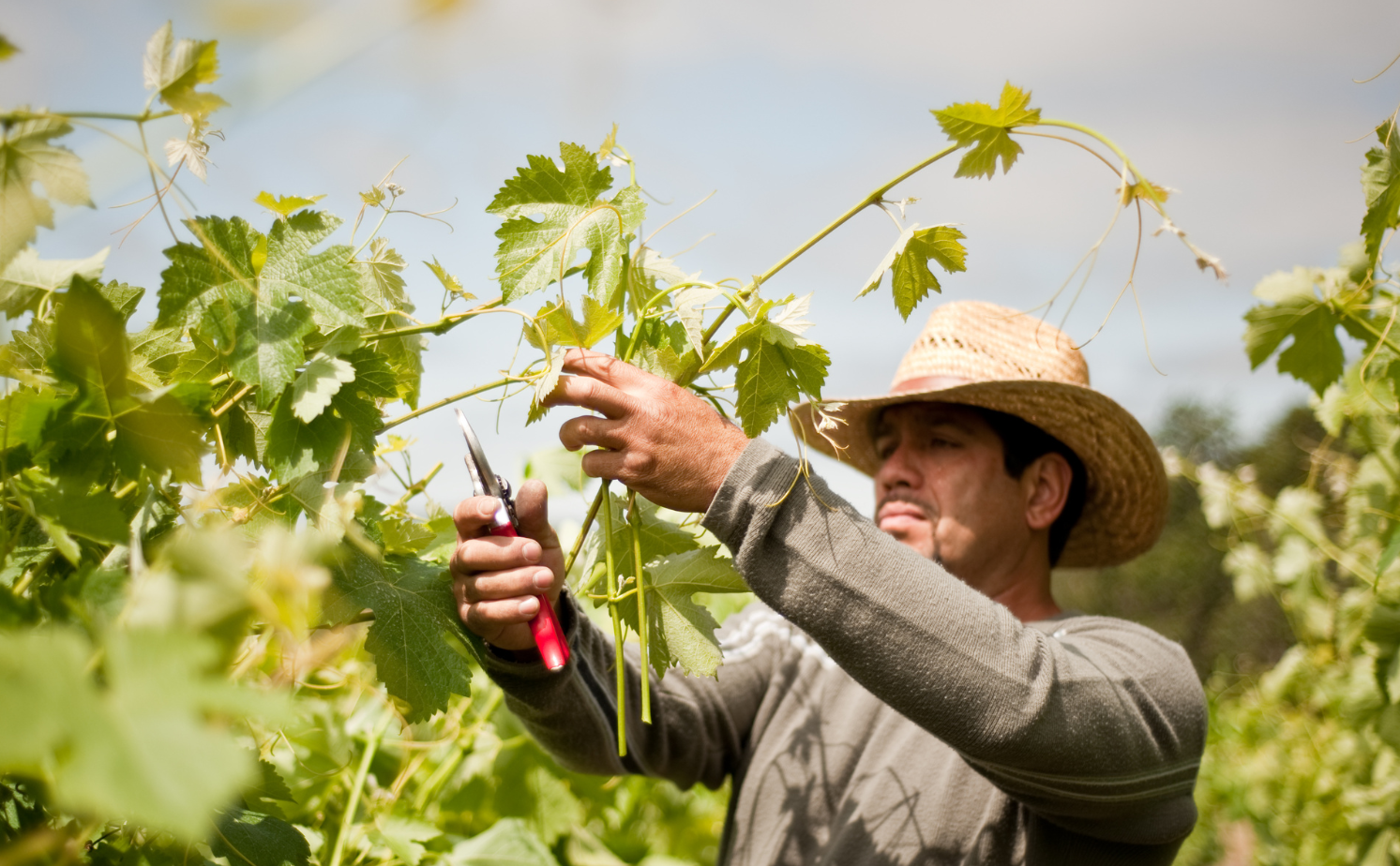 viticulturist listing image.png