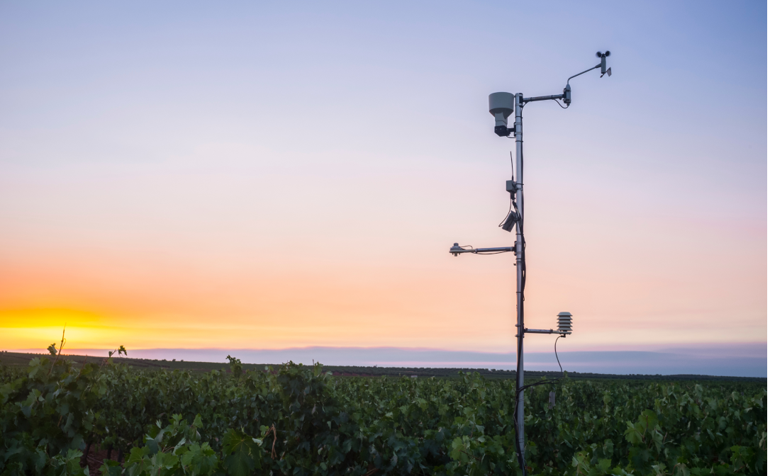 A weather station in a vineyard, at sunset
