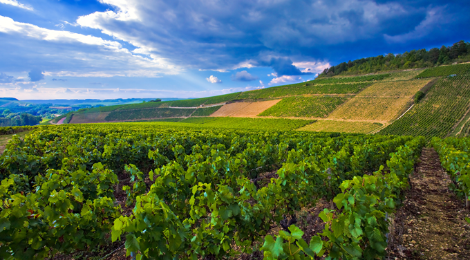 chablis listing image.png