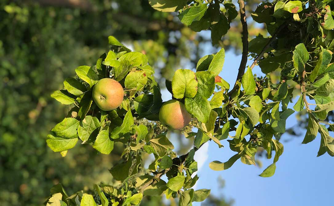 apples on a tree branch