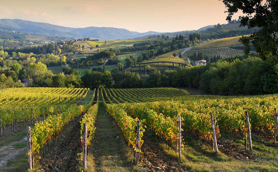 Chianti Trellises